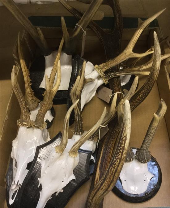 Collection of mounted deer skulls & antlers (inc Roe & Red ) & a single unmounted 5-point antler (9)